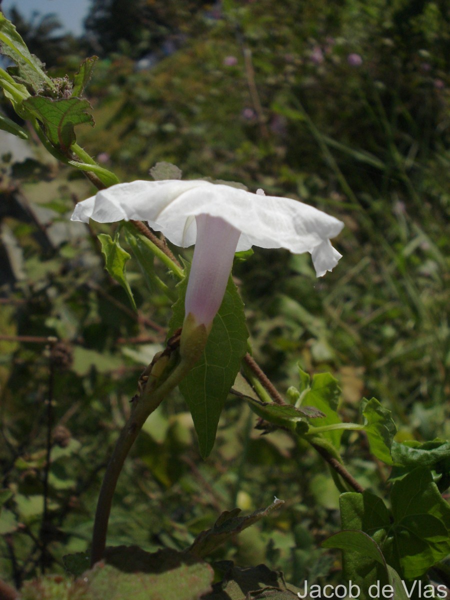 Ipomoea sagittifolia Burm.f.
